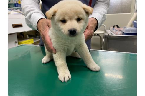 成約済の山梨県の豆柴-107801の2枚目