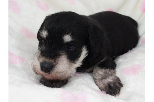 成約済の栃木県のミニチュアシュナウザー-110283の2枚目