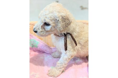 成約済の岡山県のスタンダードプードル-112658の3枚目