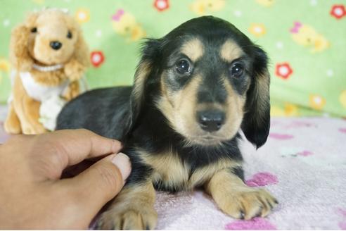 成約済の兵庫県のミニチュアダックスフンド(ロングヘアード)-112675の4枚目