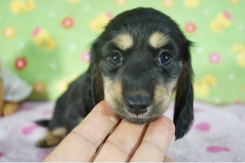成約済の兵庫県のミニチュアダックスフンド(ロングヘアード)-112676の4枚目