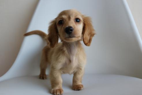 成約済の京都府のミニチュアダックスフンド(ロングヘアード)-112678の3枚目