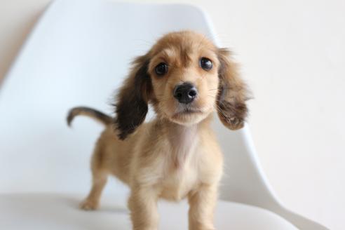 成約済の京都府のミニチュアダックスフンド(ロングヘアード)-112679