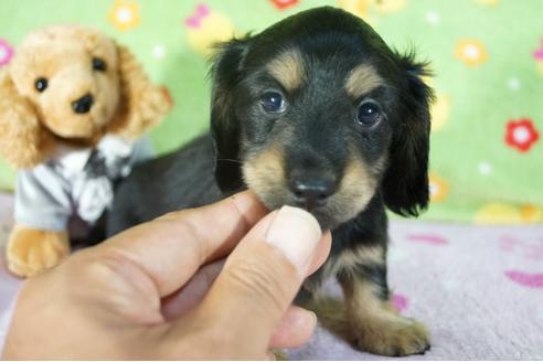 成約済の兵庫県のミニチュアダックスフンド(ロングヘアード)-112680の1枚目