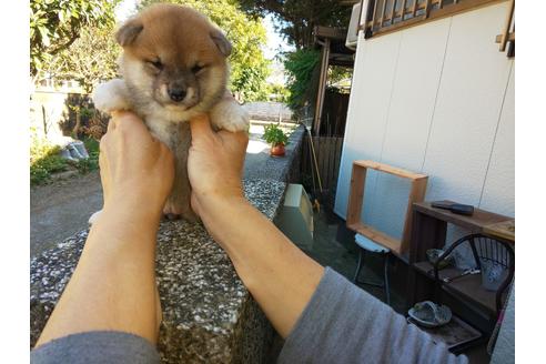 成約済の福岡県の豆柴-112754の1枚目