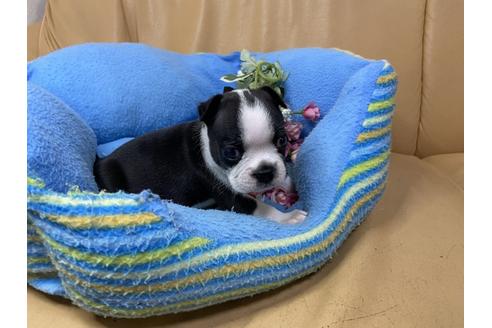 成約済の栃木県のミックス犬-112756の1枚目