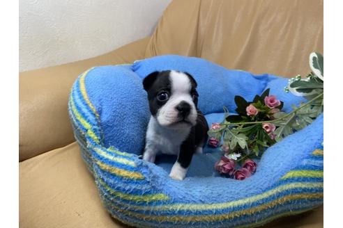 成約済の栃木県のミックス犬-112756の4枚目