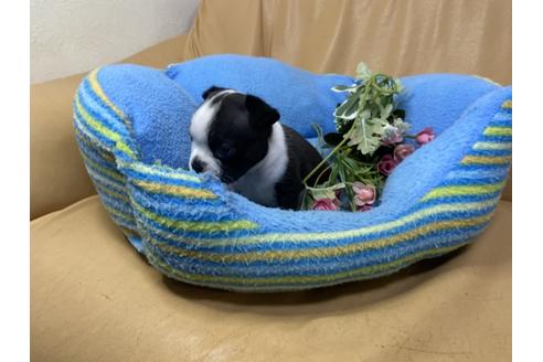 成約済の栃木県のミックス犬-112756の2枚目