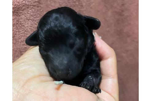 成約済の千葉県のトイプードル-112770の1枚目