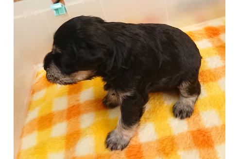成約済の愛知県のミニチュアシュナウザー-110968の4枚目