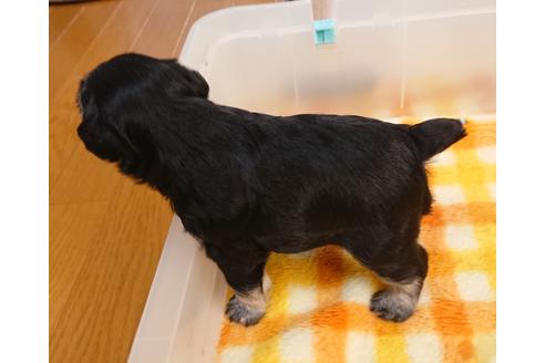 成約済の愛知県のミニチュアシュナウザー-110968の3枚目