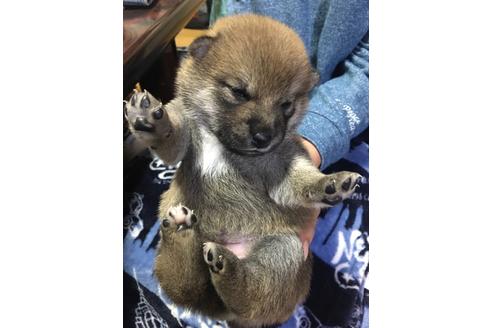 成約済の山梨県の柴犬-112795