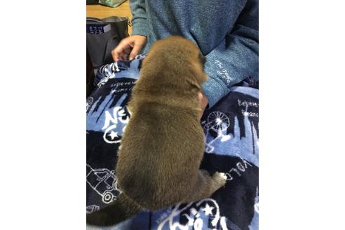 成約済の山梨県の柴犬-112795の2枚目