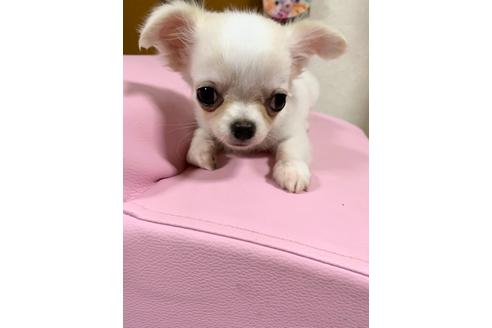 成約済の埼玉県のチワワ(ロングコート)-109387の17枚目