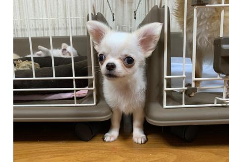 成約済の埼玉県のチワワ(ロングコート)-109387の16枚目