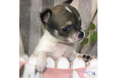 成約済の千葉県のチワワ(スムースコート)-112812の5枚目