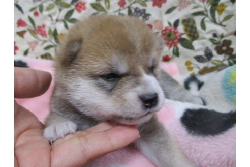 成約済の岡山県の豆柴-111585の7枚目