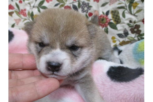 成約済の岡山県の豆柴-111585の6枚目