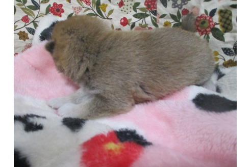 成約済の岡山県の豆柴-111585の5枚目