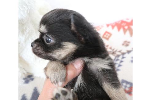 成約済の北海道のミックス犬-109916の3枚目