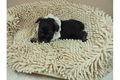 成約済の埼玉県のミニチュアシュナウザー-112223の4枚目