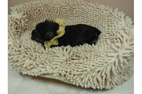 成約済の埼玉県のミニチュアシュナウザー-112225の4枚目