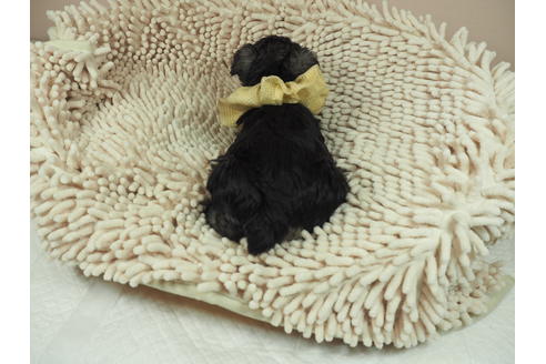 成約済の埼玉県のミニチュアシュナウザー-112225の3枚目