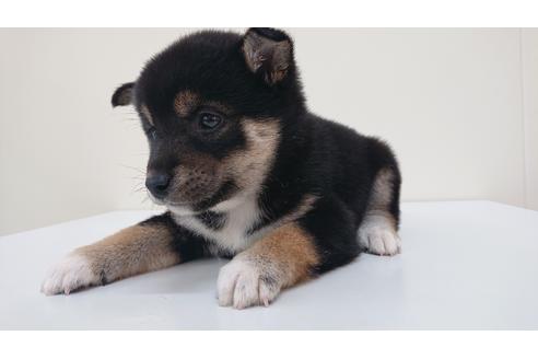 成約済の北海道の柴犬-112843