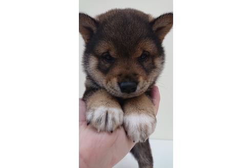 成約済の北海道の柴犬-112851の10枚目