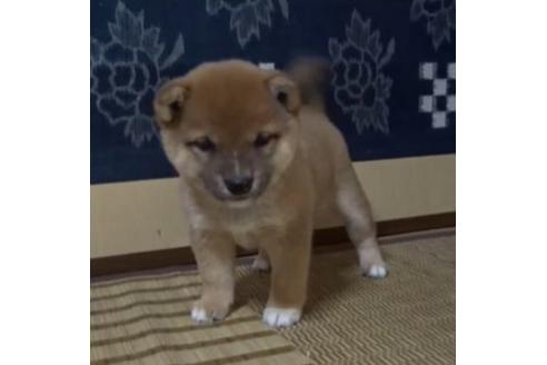 成約済の佐賀県の豆柴-112913の1枚目