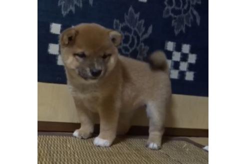 成約済の佐賀県の豆柴-112913の3枚目