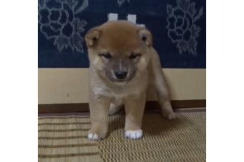成約済の佐賀県の豆柴-112913の2枚目