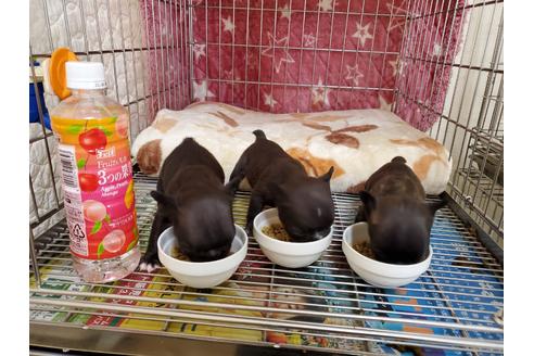 成約済の愛知県のフレンチブルドッグ-112917の3枚目