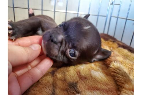 成約済の愛知県のフレンチブルドッグ-112918の4枚目