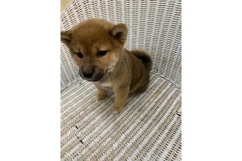 成約済の北海道の柴犬-111685