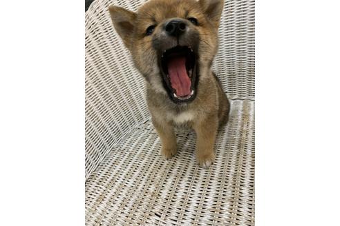 成約済の北海道の柴犬-111685の2枚目