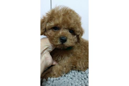 成約済の広島県のティーカッププードル-109436の20枚目