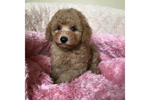 成約済の福岡県のタイニープードル-112968の7枚目