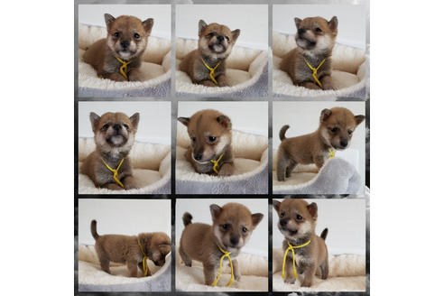 成約済の北海道の柴犬-109279