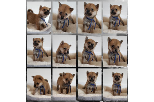 成約済の北海道の柴犬-109273の1枚目