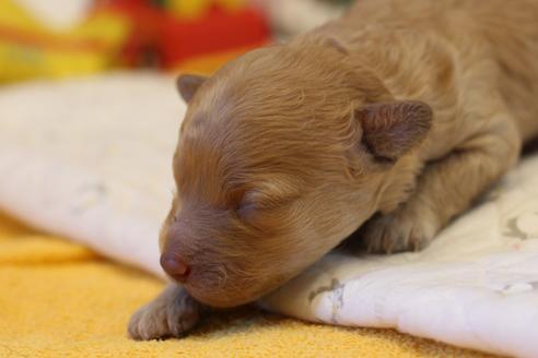 成約済の愛知県のトイプードル-112971の33枚目