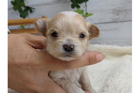 成約済の静岡県のマルプー:マルチーズ×トイプードル-112981の5枚目