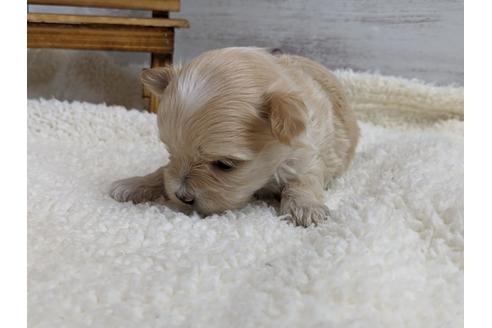 成約済の静岡県のマルプー:マルチーズ×トイプードル-112981の4枚目