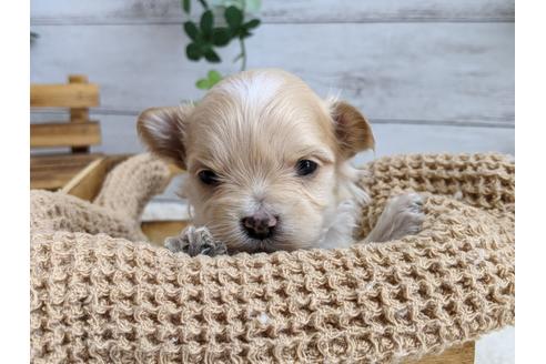成約済の静岡県のマルプー:マルチーズ×トイプードル-112981