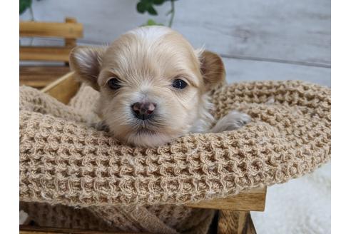 成約済の静岡県のマルプー:マルチーズ×トイプードル-112981の2枚目