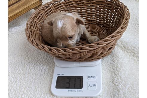 成約済の静岡県のマルプー:マルチーズ×トイプードル-112982の4枚目