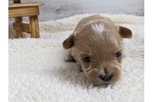 成約済の静岡県のマルプー:マルチーズ×トイプードル-112982の3枚目