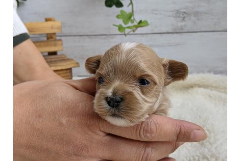 成約済の静岡県のマルプー:マルチーズ×トイプードル-112982の2枚目