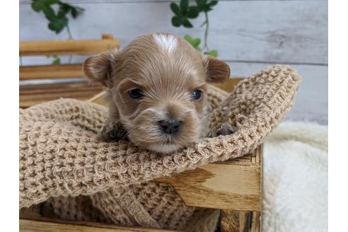 成約済の静岡県のマルプー:マルチーズ×トイプードル-112982