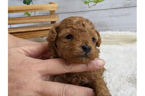 成約済の静岡県のトイプードル-112983の6枚目